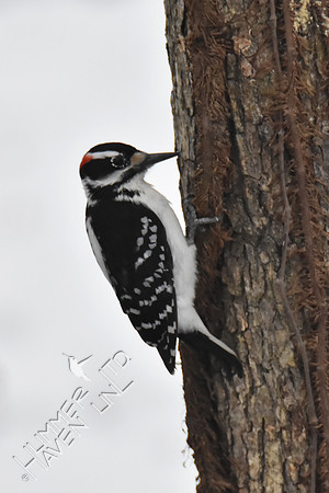 Hairy Woodpecker 3-13-17