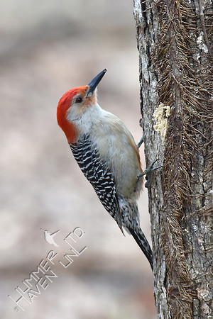 Red-bellied Woodpecker 3-12-17