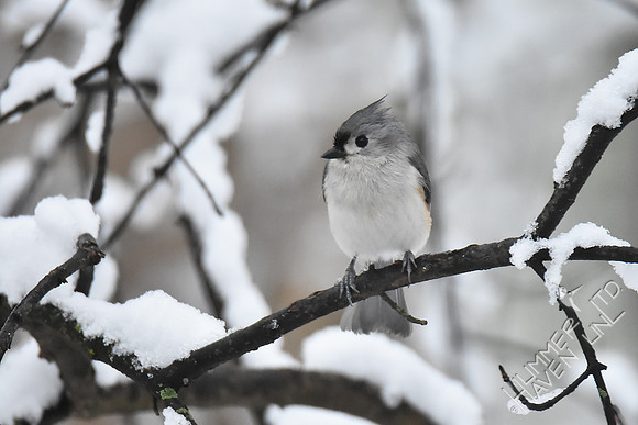 Tufted Titmouse 3-13-17