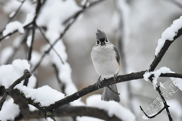 Tufted Titmouse 3-13-17