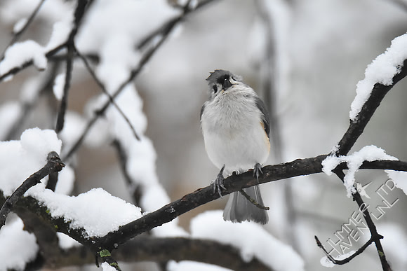 Tufted Titmouse 3-13-17