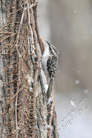 Brown Creeper in snow 3-14-17