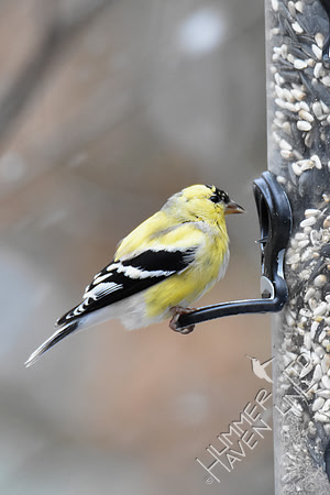 American Goldfinch in transitional plumage 3-14-17