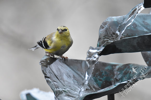 American Goldfinch at the fountain 3-14-17