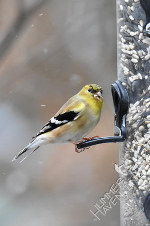 American Goldfinch in transitional plumage 3-14-17