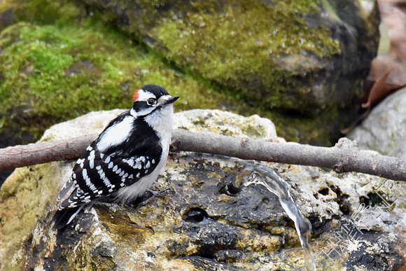 Downy Woodpecker at the Bubbler 3-14-17