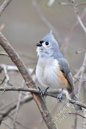 Tufted Titmouse singing 3-14-17