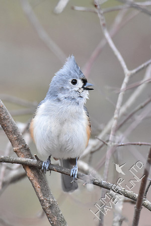 Tufted Titmouse singing 3-14-17