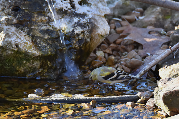 American Goldfinch at icy Bubbler Basin 3-15-17 Low temperature of 13.3 degrees