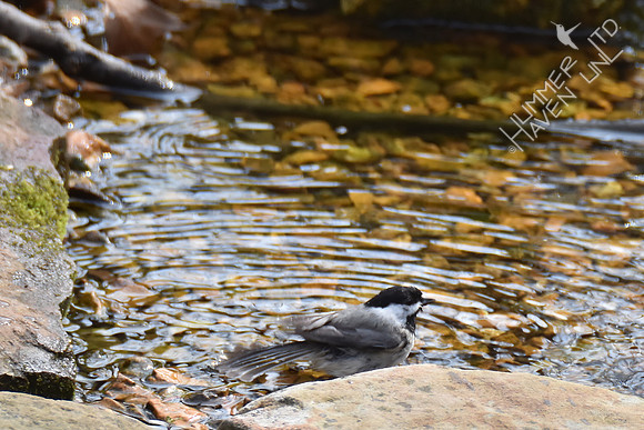 Carolina Chickadee 3-16-17