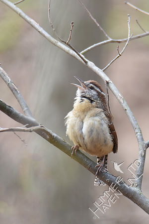 Carolina Wren male west woods 3-16-17