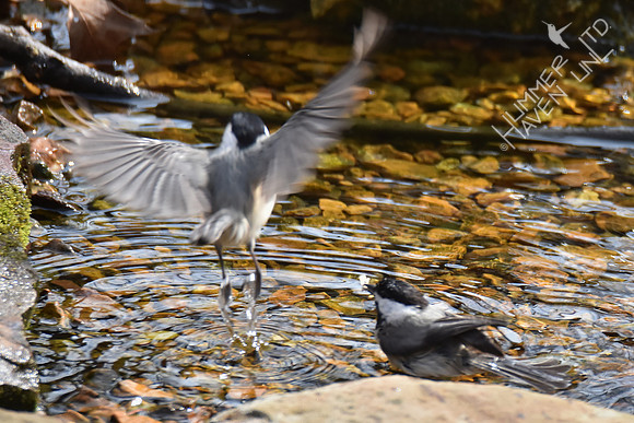 Carolina Chickadee pair bonding with moth  3-16-17
