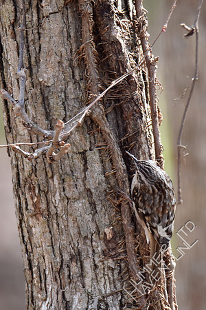 Brown Creeper #1 3-16-17
