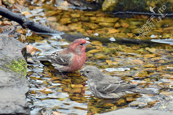 House Finch pair 3-13-17