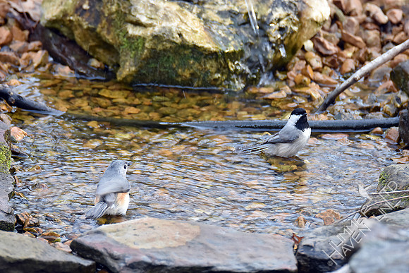 Tufted Titmouse and Carolina Chickadee 3-17-17