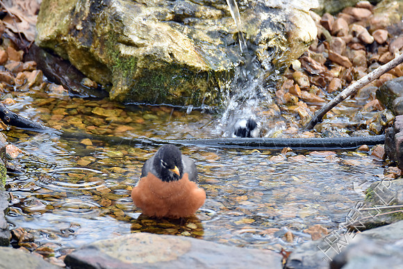 American Robin and Carolina Chickadee 3-17-17
