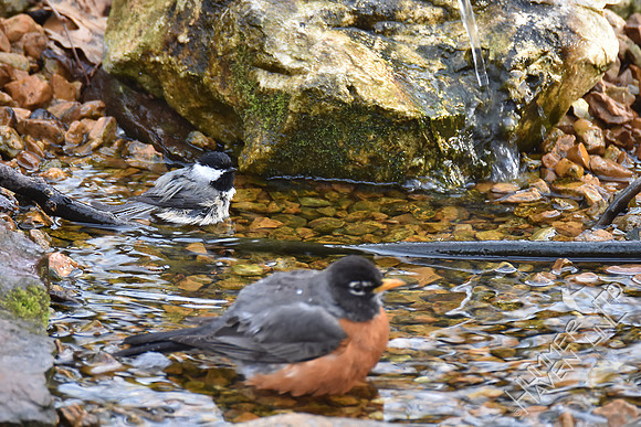 American Robin and Carolina Chickadee 3-17-17