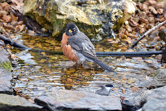 American Robin and Carolina Chickadee 3-17-17