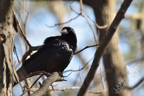 American Crow 3-17-17