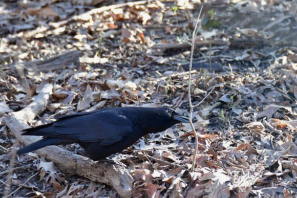 American Crow 3-17-17