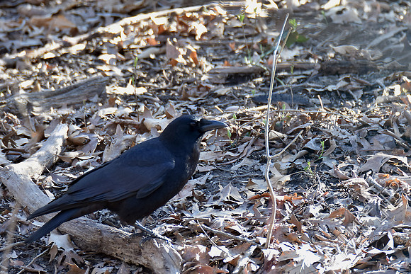 American Crow 3-17-17