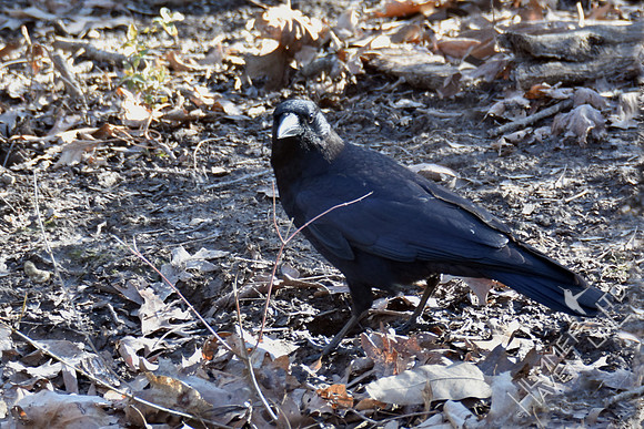American Crow 3-17-17