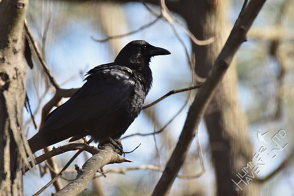 American Crow 3-17-17