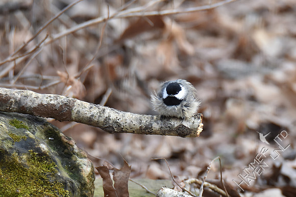 Carolina Chickadee 3-17-17
