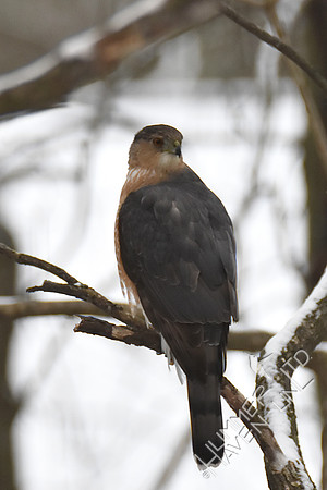 Cooper's Hawk 3-11-17