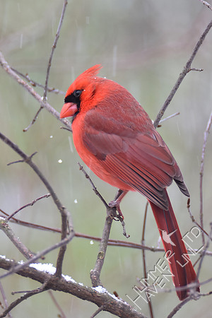 Northern Cardinal  3-11-17