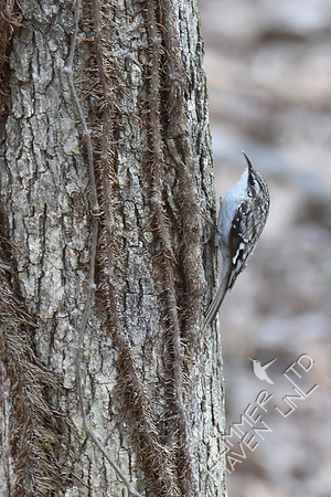 Brown Creeper #2 3-16-17