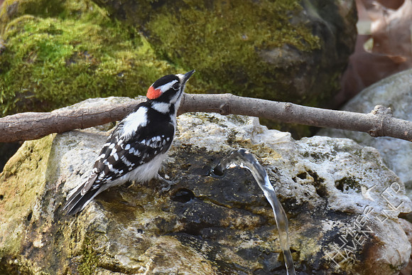 Downy Woodpecker 3-21-17