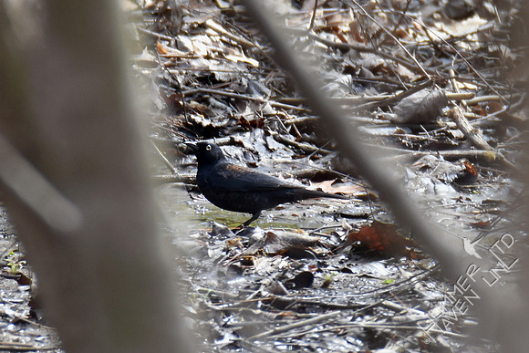 Rusty Blackbird 3-21-17