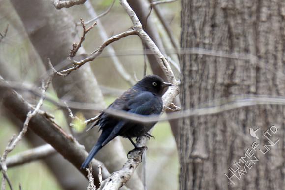 Rusty Blackbird 3-21-17
