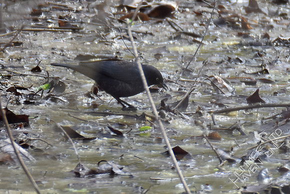 Rusty Blackbird with larvae 3-21-17