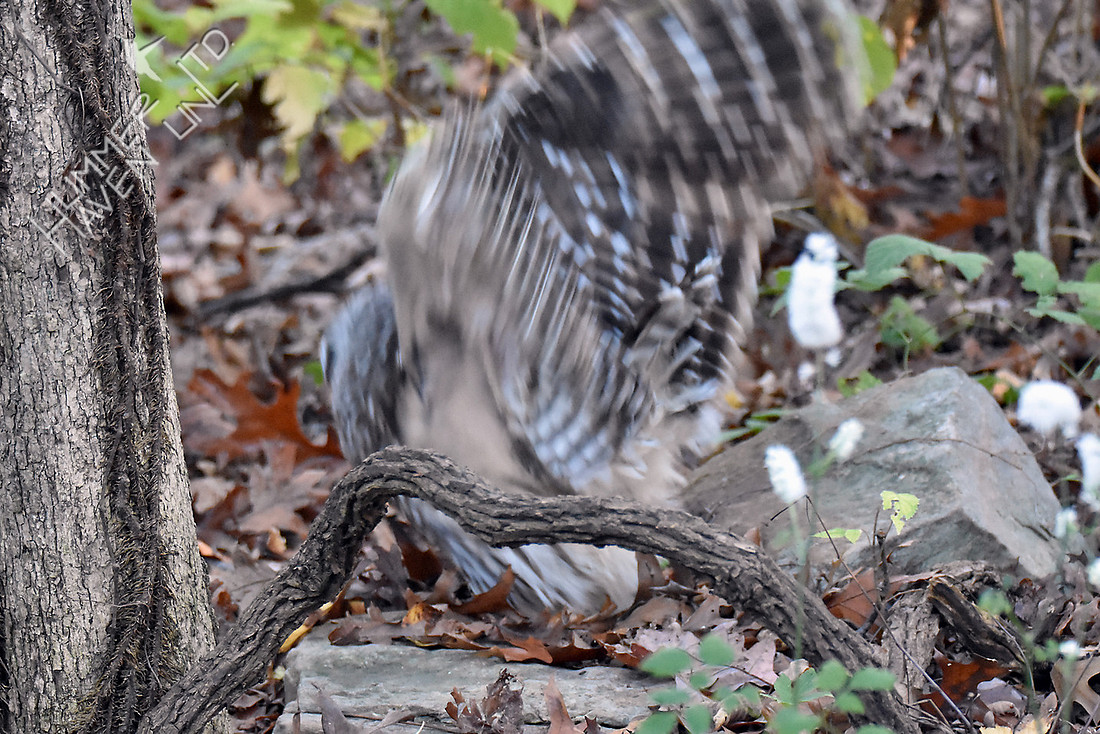Barred Owl flies to perch with prey  11-4-16
