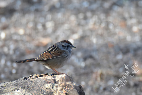 Swamp Sparrow 3-24-17