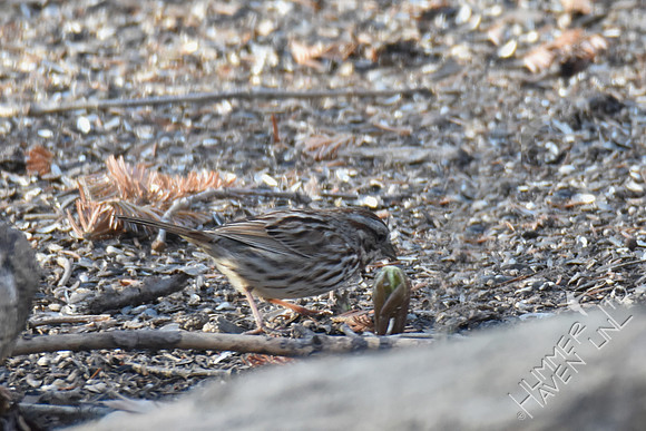 Song Sparrow near emerging Mayapple 3-24-17