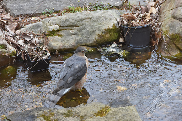 Cooper's Hawk at the pond 3-24-17