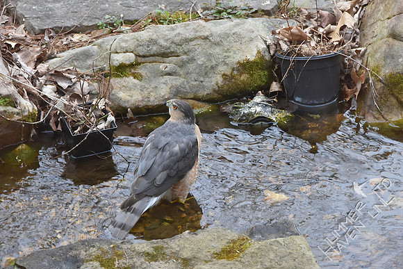 Cooper's Hawk at the pond 3-24-17
