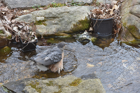 Cooper's Hawk at the pond 3-24-17