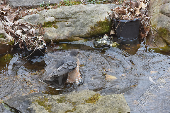 Cooper's Hawk at the pond 3-24-17