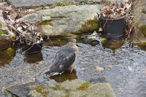 Cooper's Hawk at the pond 3-24-17