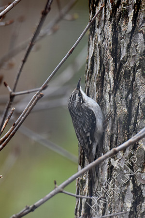 Brown Creeper 3-25-17