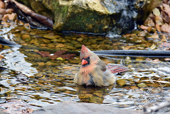 Northern Cardinal female 3-25-17