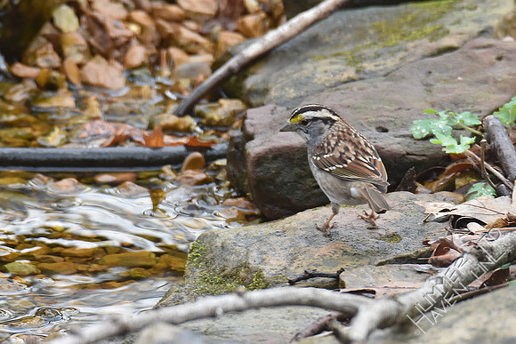 White-throated Sparrow 3-25-17