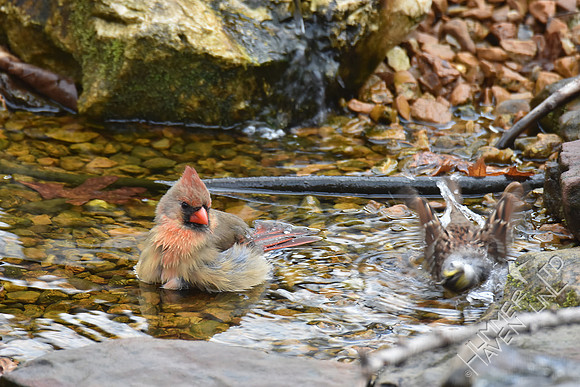 Northern Cardinal female and White-throated Sparrow 3-25-17