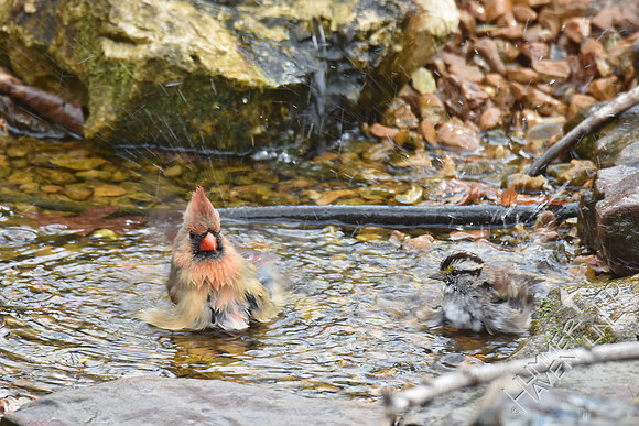 Northern Cardinal female and White-throated Sparrow 3-25-17