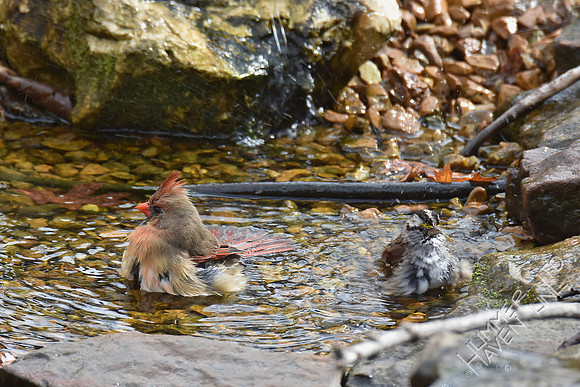 Northern Cardinal female and White-throated Sparrow 3-25-17