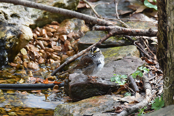 White-throated Sparrow 3-25-17
